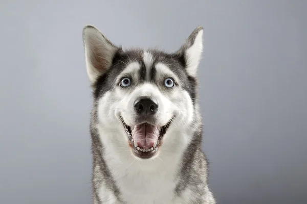 Sibirisk husky med ett stort leende — Stockfoto