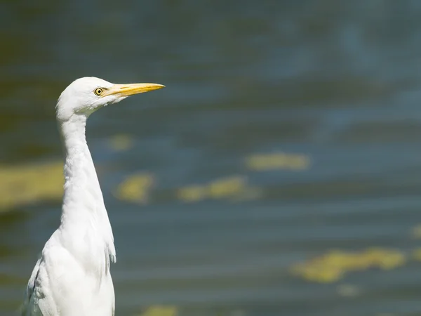 Boční pohled bílého ptáka — Stock fotografie