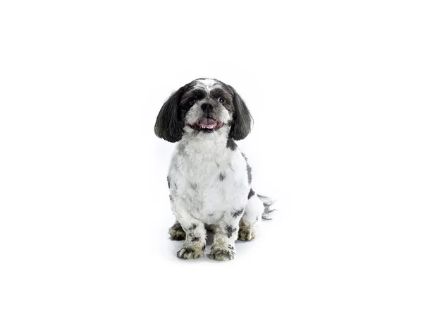 Sitzend shih poo — Stockfoto