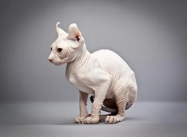 Sitting hairless cat — Stock Photo, Image