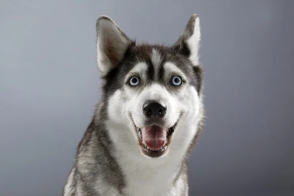 Gri backgorund husky gülümseyen — Stok fotoğraf