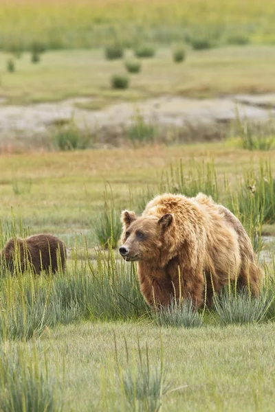 Urso farejador — Fotografia de Stock