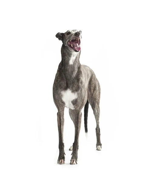 ayakta greyhound