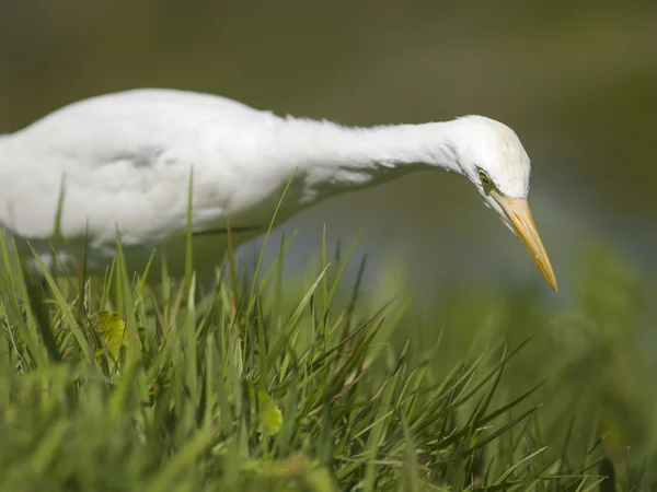 Swan looking for food in grass — Stock Photo, Image
