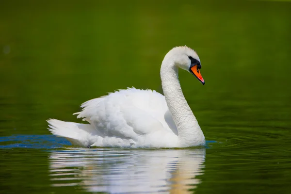 Im Wasser geschwommen — Stockfoto