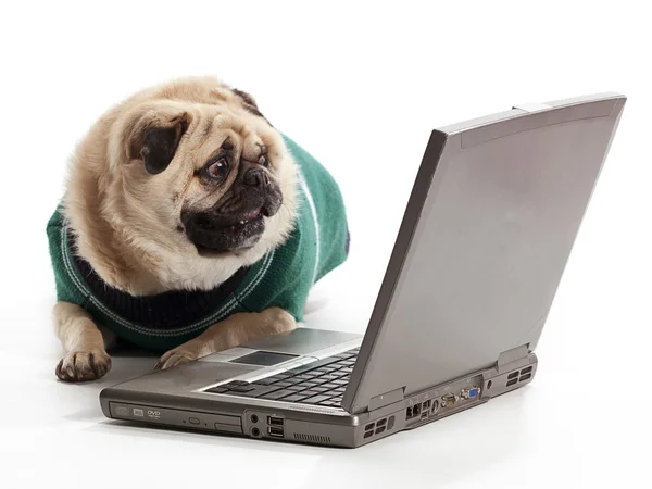 technologie pug