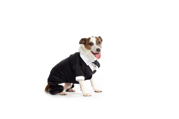 Smoking Jack Russell Terrier — Stockfoto