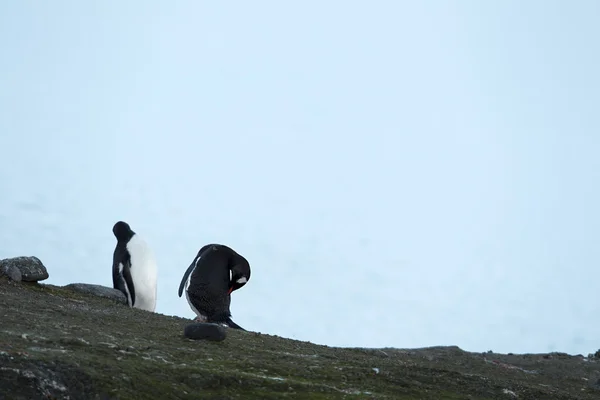 Dos pingüinos gentoo —  Fotos de Stock