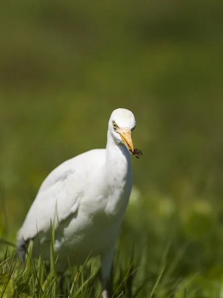 Vue d'un oiseau aquatique blanc — Photo