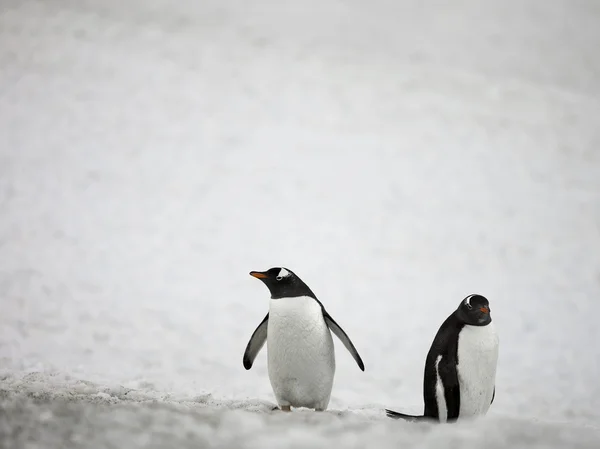 Twee pinguïns — Stockfoto
