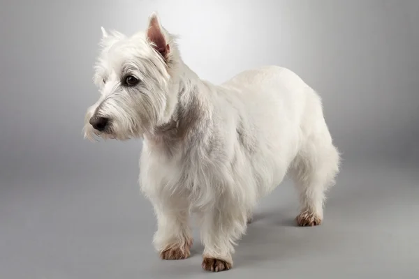 West Highland terrier branco — Fotografia de Stock