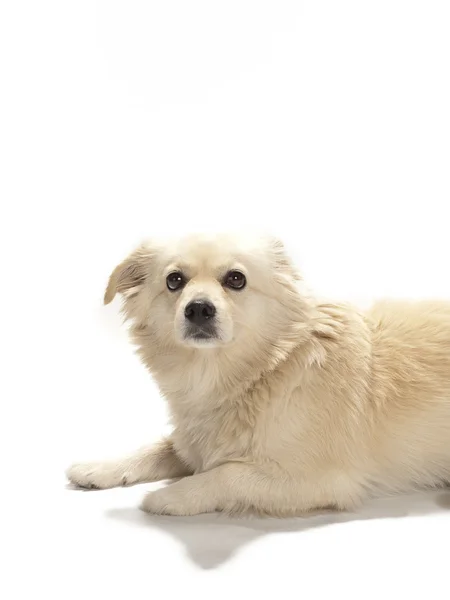 Белая собака лежит — стоковое фото