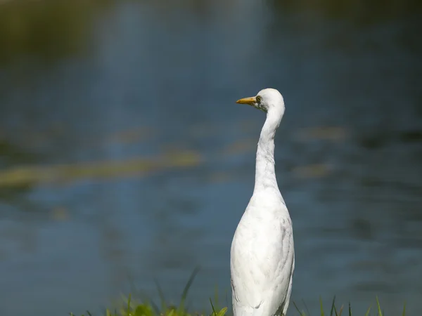 バック グラウンドでの池と白い白鷺 — ストック写真