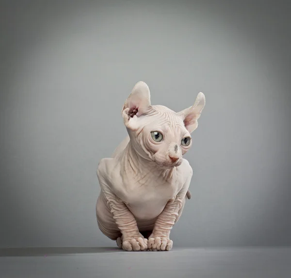 Wrinkled elf cat — Stock Photo, Image