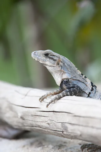 Wild lizard on a branch — Stock Photo, Image