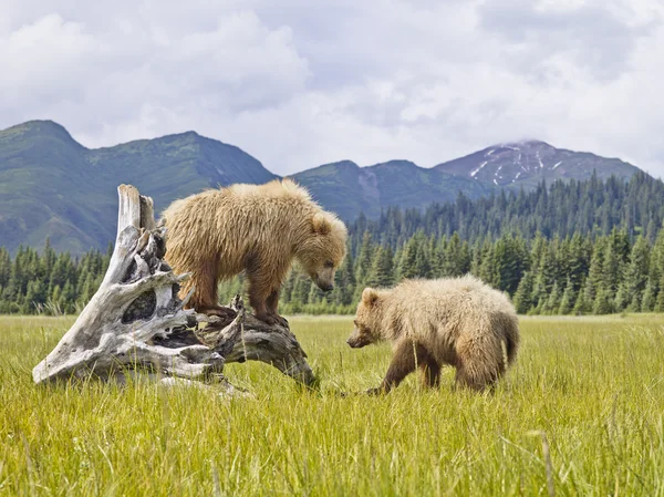 Аляскинские медведи Лицензионные Стоковые Фото