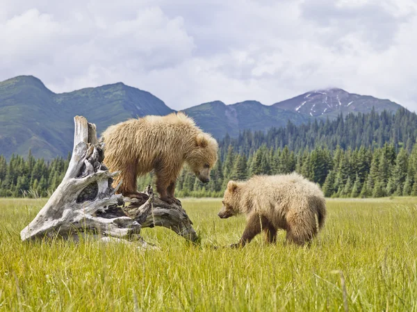 Ours de l'Alaska Photos De Stock Libres De Droits