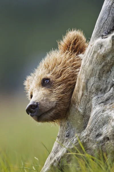 Медведь в пне Стоковое Фото