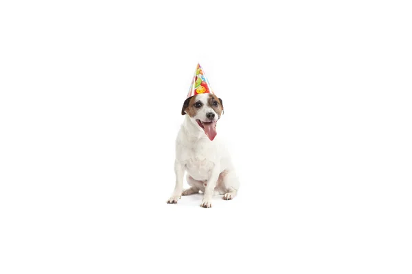 nøgen Undskyld mig Manifest Happy birthday dog singingStock-fotos, royaltyfrie Happy birthday dog  singing billeder | Depositphotos