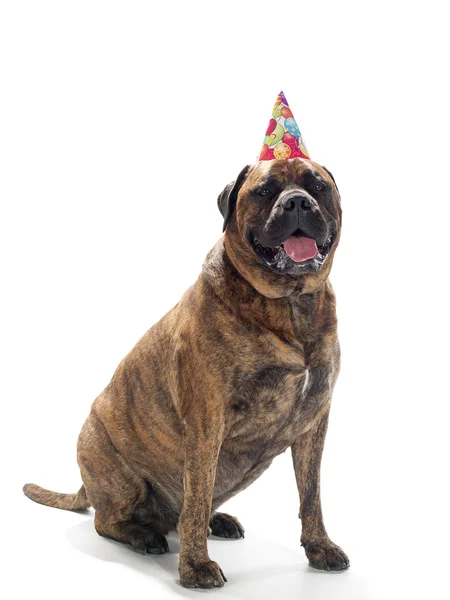 Chapeau d'anniversaire chien Images De Stock Libres De Droits