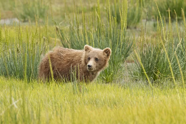 Бурый медвежонок Лицензионные Стоковые Фото