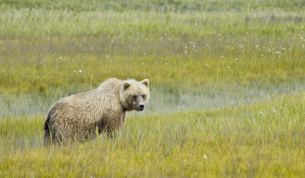 Бурый медведь смотрит в камеру Стоковое Изображение