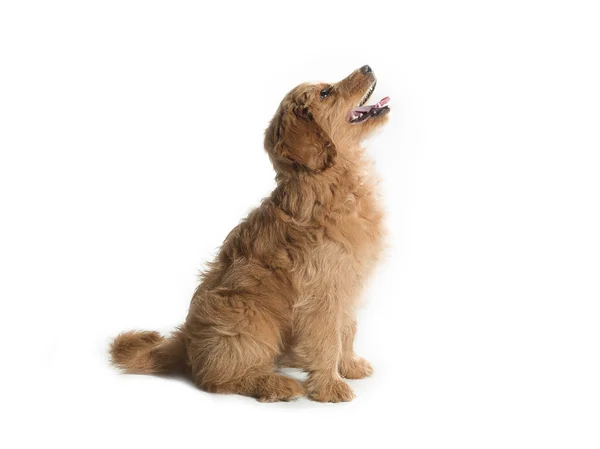 Коричневый щенок смотрит вверх Лицензионные Стоковые Фото