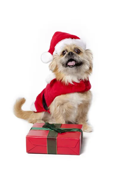 Tenue de Noël sur animal mignon Images De Stock Libres De Droits