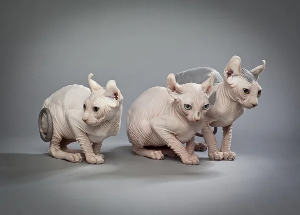 Sphynx Images Libres De Droit Photos De Sphynx Depositphotos