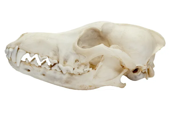 Crâne de chien Images De Stock Libres De Droits