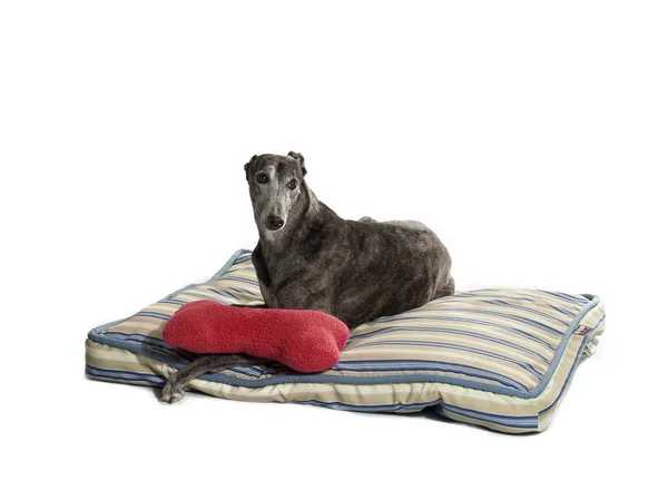 Greyhound relaxant Images De Stock Libres De Droits