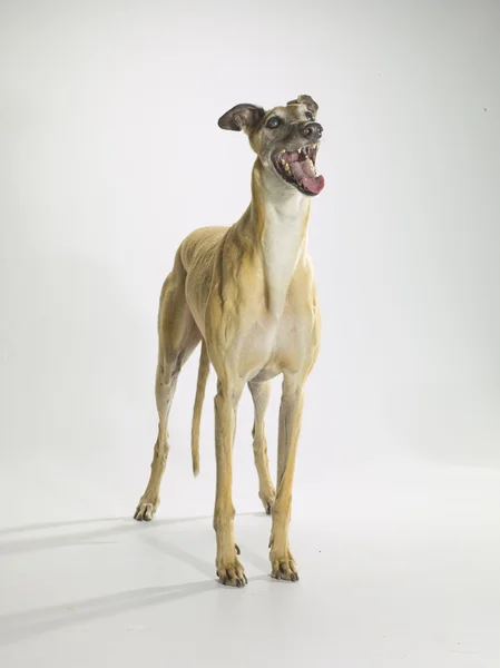 Greyhound Stockfoto