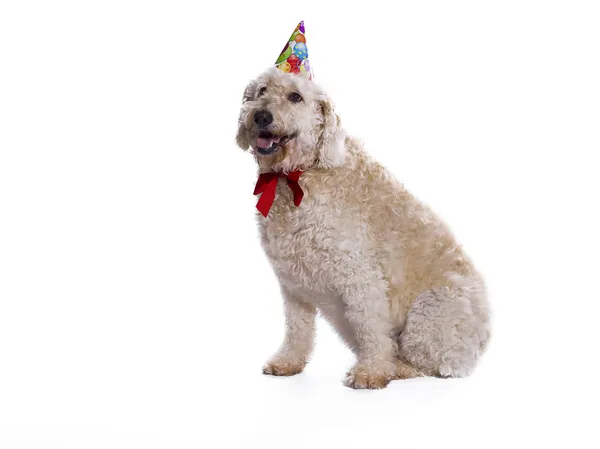 Bon anniversaire chien Photos De Stock Libres De Droits