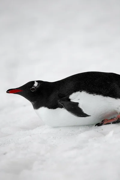 Image of a gentoo penguin Stock Picture