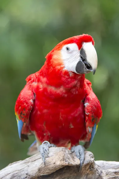 Macaw bird on a branch Rechtenvrije Stockfoto's