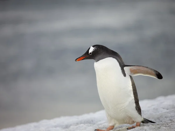 Pingouin marchant sur la neige Photos De Stock Libres De Droits