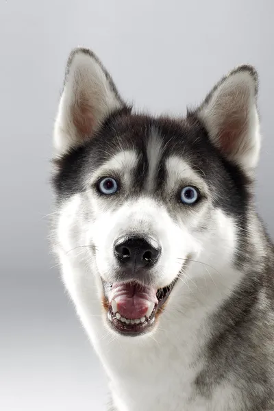 Sällskapsdjur hund leende till kamera Stockbild