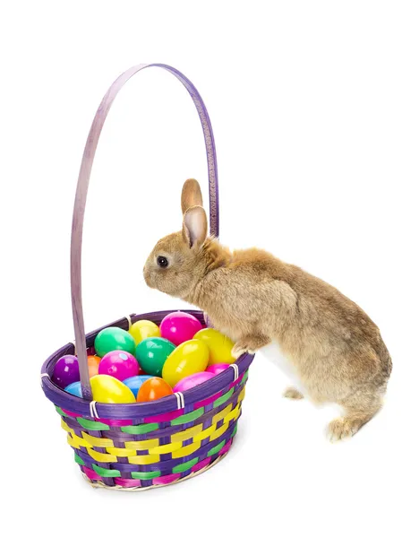 Кролик в главной роли на корзине с яйцами Стоковая Картинка
