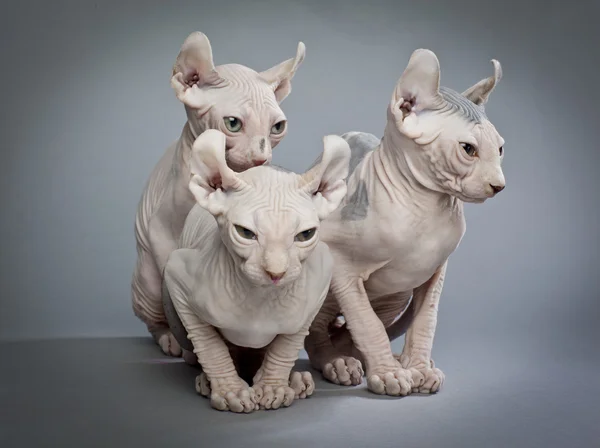 Три жутких кота Стоковое Изображение