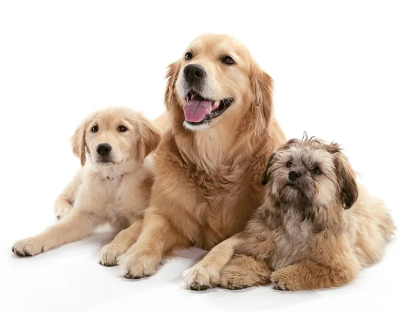 Trois chiens Photo De Stock