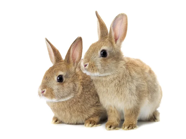 Tow lapins dorés mignons assis regardant loin Images De Stock Libres De Droits