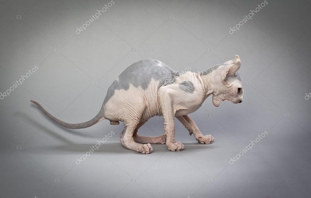 Angry hairless cat — Stock Photo © rusugrig 12740135