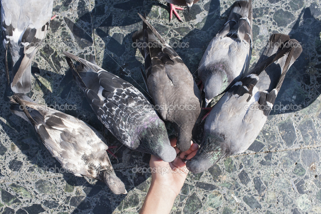 Mano umana alimentazione piccione — Foto Stock © rusugrig #12742479
