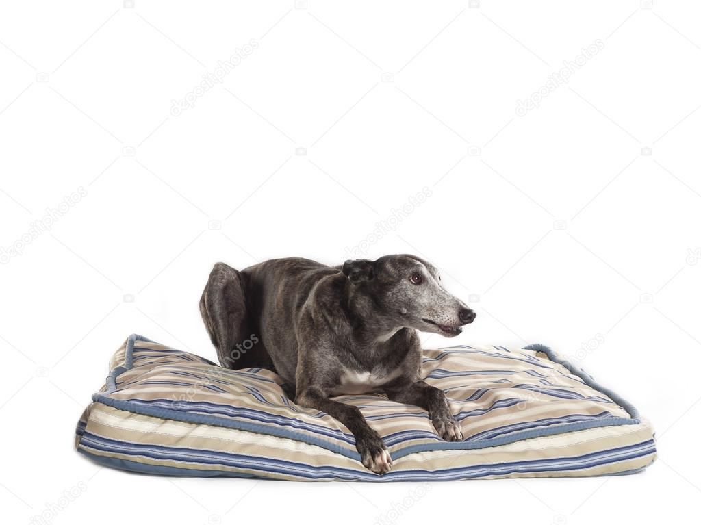 Lying greyhound