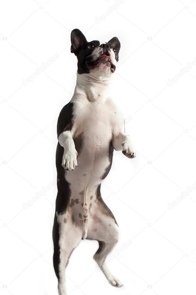 Standing up boston terrier