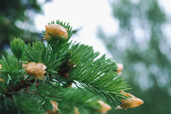 Green Branch Young Spruce Buds Raindrops Close Selective Focus — Fotografia de Stock