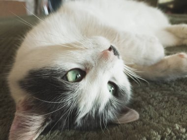 Kafasında gri noktalar olan genç beyaz bir kedi yeşil bir battaniyenin üzerinde uzanıyor.