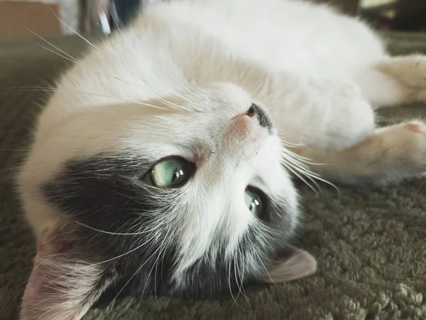 Kafasında gri noktalar olan genç beyaz bir kedi yeşil bir battaniyenin üzerinde uzanıyor.