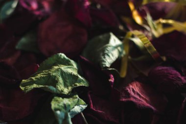 Dried green leaves and red rose petals, selective focus