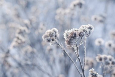 Dried branch of burdock with white frost in the morning sunlight